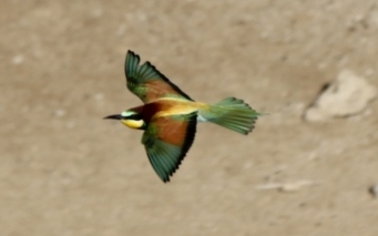 Bee-eaters