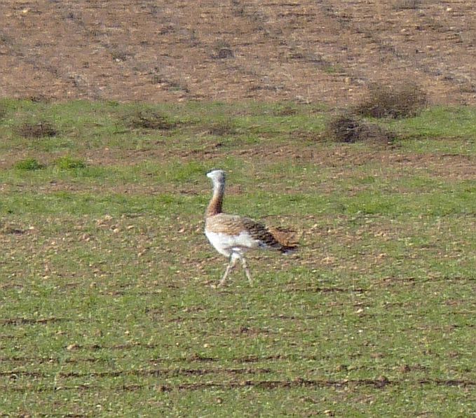 Great Bustard
