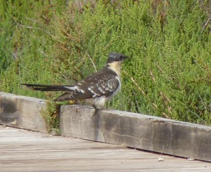 Great Spotted Cuckoo