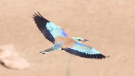 Hoopoe