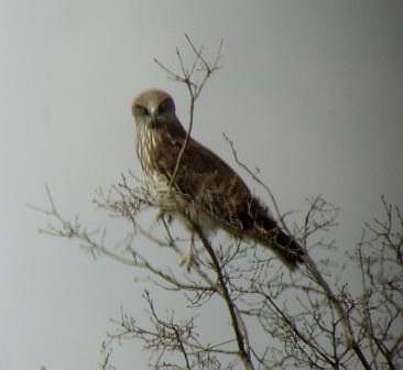 Short Toed Eagle