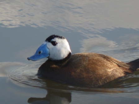 White Headed Duck
