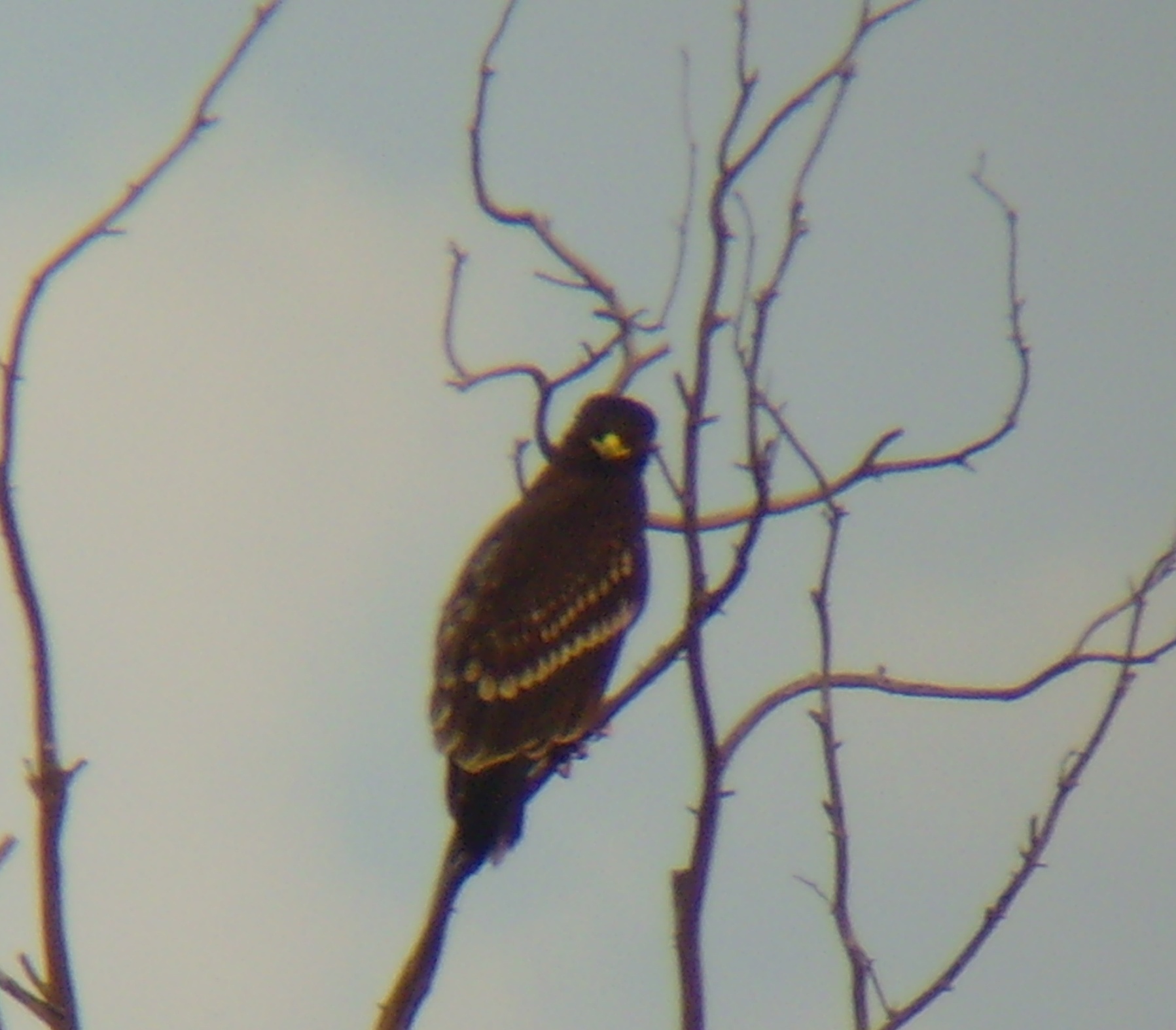 Juvenile GSE